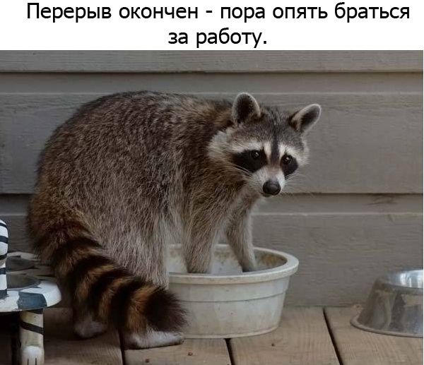 Один день из жизни енота, рассказанный самим енотом один день из жизни енота, день енота, рассказывает енот, как проводит день енот