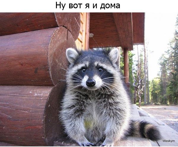 Один день из жизни енота, рассказанный самим енотом один день из жизни енота, день енота, рассказывает енот, как проводит день енот