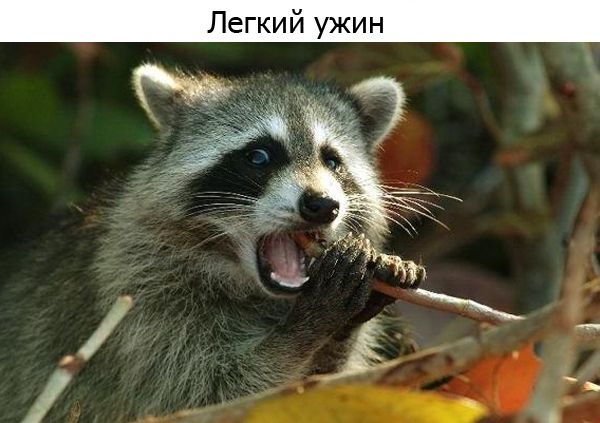 Один день из жизни енота, рассказанный самим енотом один день из жизни енота, день енота, рассказывает енот, как проводит день енот