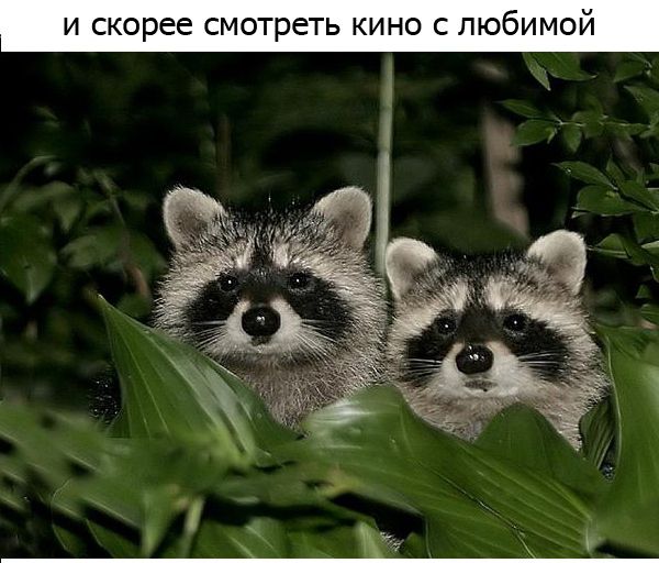 Один день из жизни енота, рассказанный самим енотом один день из жизни енота, день енота, рассказывает енот, как проводит день енот