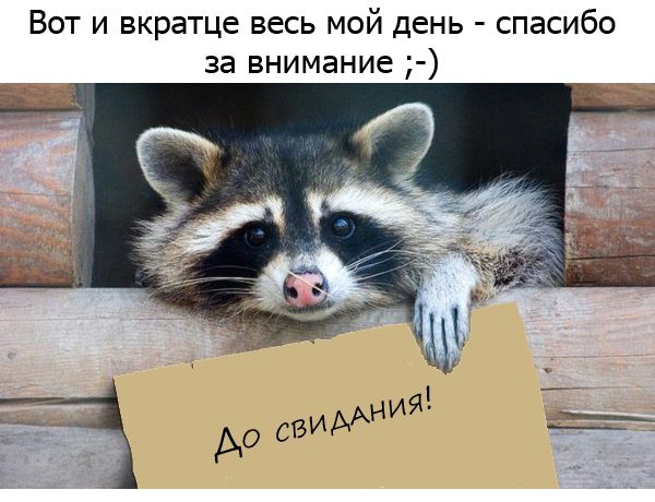 Один день из жизни енота, рассказанный самим енотом один день из жизни енота, день енота, рассказывает енот, как проводит день енот