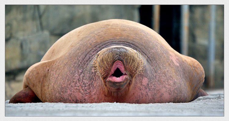 иллюзии в стиле показалось, фотоиллюзии