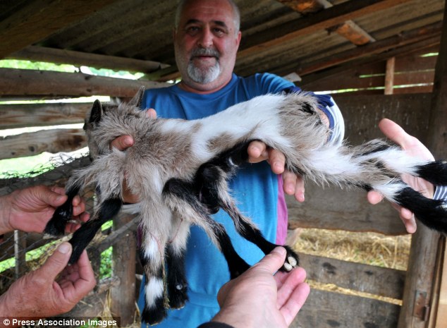 козлёнок-гермафродит, козлёнок с восемью ногами 