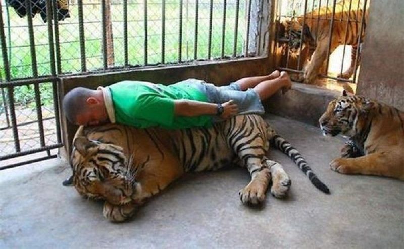 Глупые поступки, награды за глупость, Идиот года, люди идиоты