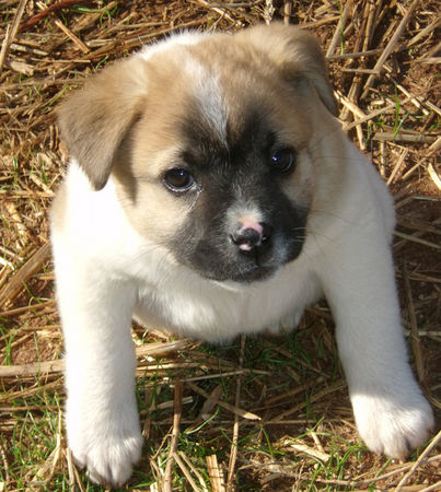 собака инвалид с деформацией, собака Pig позвонки, собака Хрюша инвалид