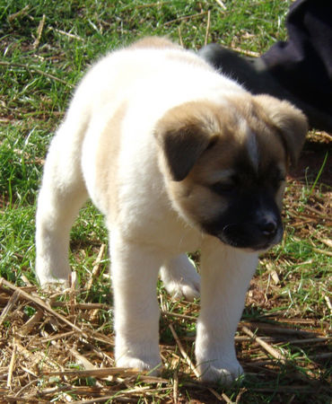 собака инвалид с деформацией, собака Pig позвонки, собака Хрюша инвалид