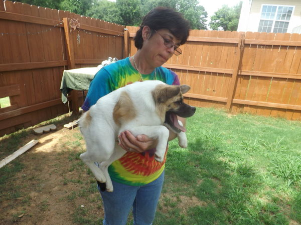 собака инвалид с деформацией, собака Pig позвонки, собака Хрюша инвалид