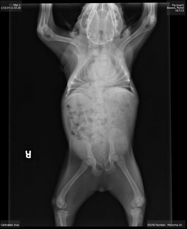 собака инвалид с деформацией, собака Pig позвонки, собака Хрюша инвалид