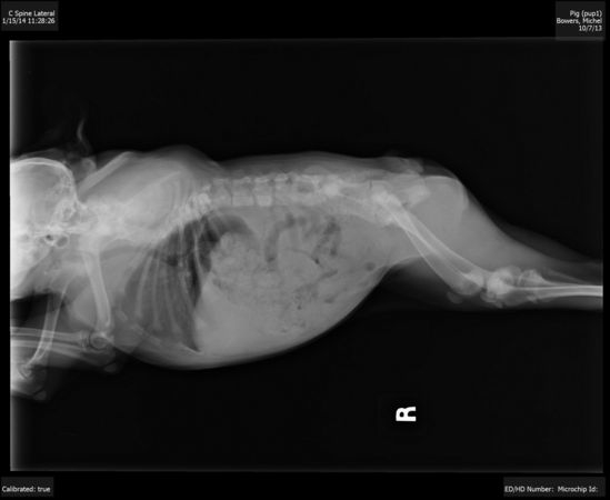 собака инвалид с деформацией, собака Pig позвонки, собака Хрюша инвалид