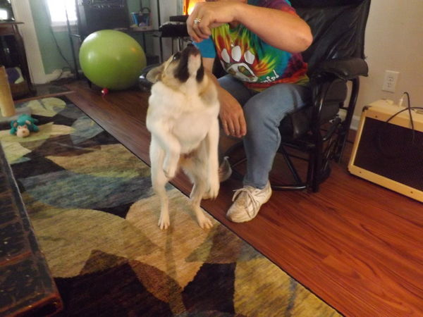 собака инвалид с деформацией, собака Pig позвонки, собака Хрюша инвалид