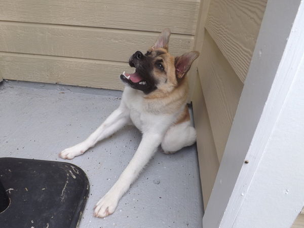 собака инвалид с деформацией, собака Pig позвонки, собака Хрюша инвалид