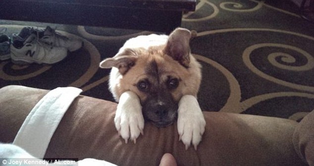 собака инвалид с деформацией, собака Pig позвонки, собака Хрюша инвалид