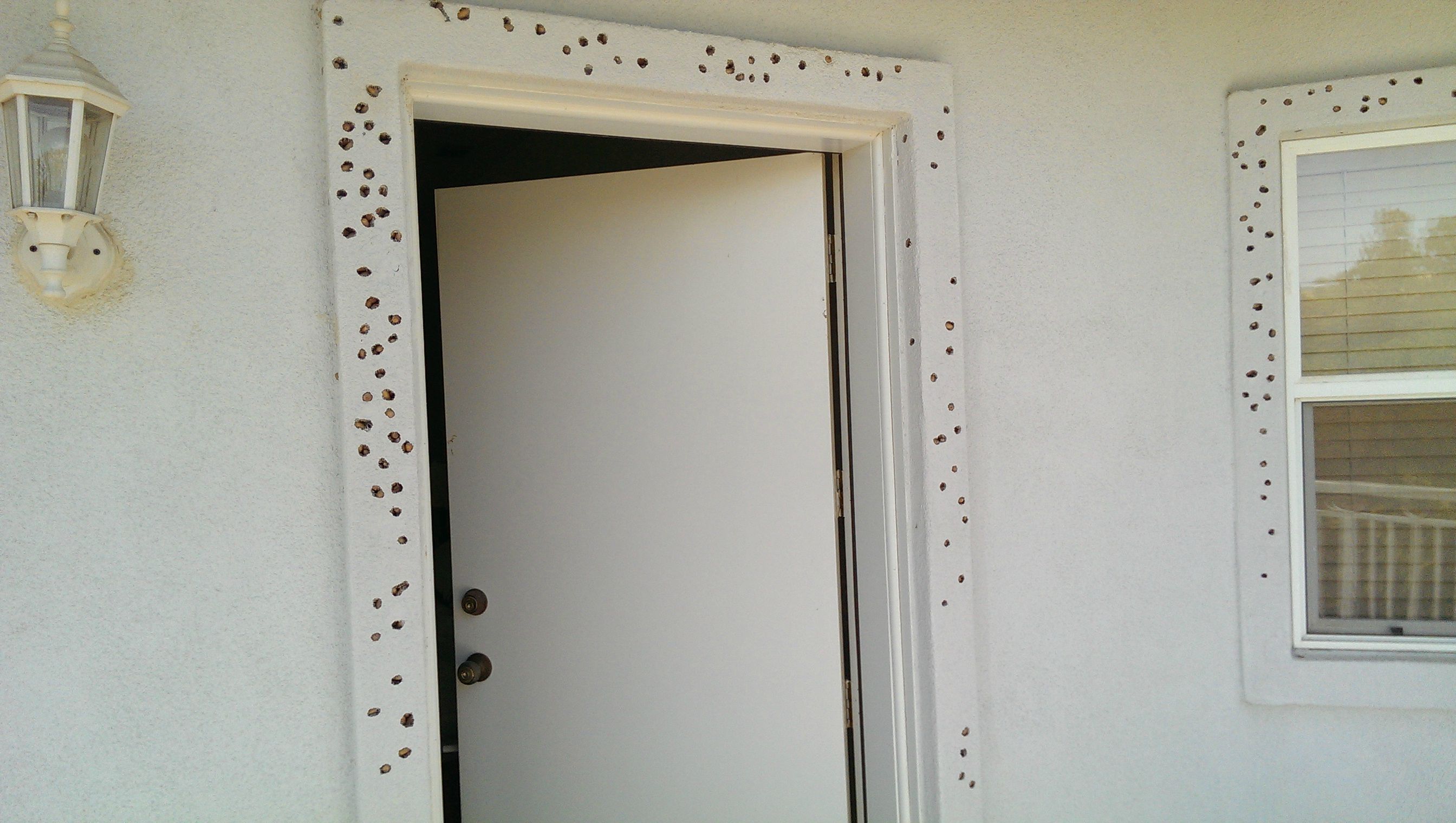 Дыры в доме желуди, желудевый дятел, проснулся дом в дырах