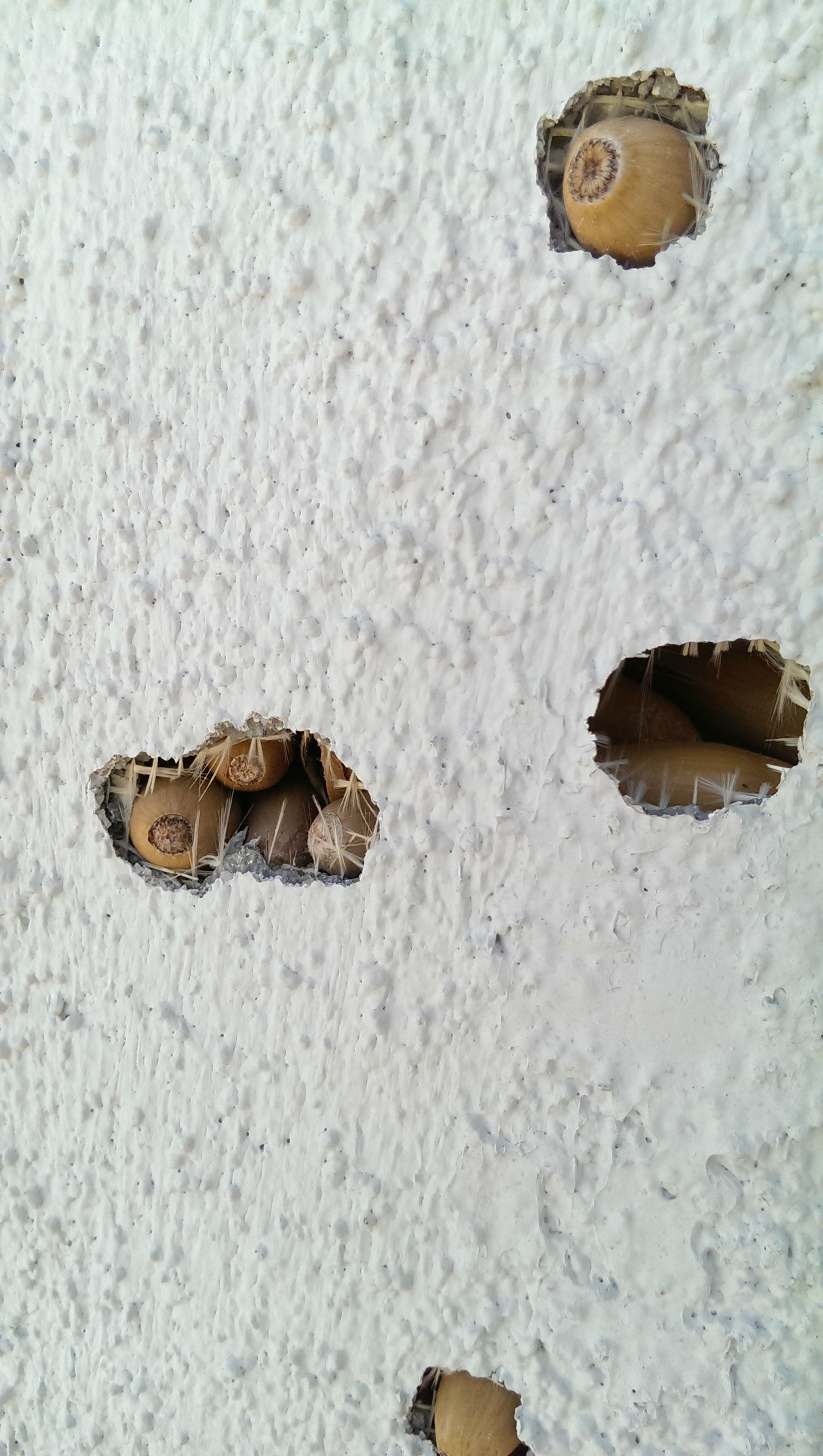 Дыры в доме желуди, желудевый дятел, проснулся дом в дырах