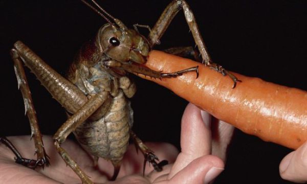 редкие фотографии, поразительные снимки