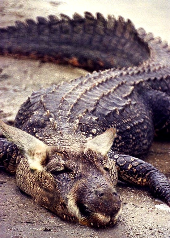 гибриды животных, гибриды животных фотошоп, гибриды животных при помощи фотошопа