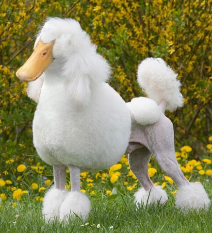 гибриды животных, гибриды животных фотошоп, гибриды животных при помощи фотошопа