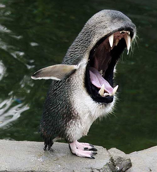 гибриды животных, гибриды животных фотошоп, гибриды животных при помощи фотошопа