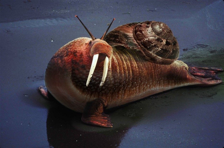 гибриды животных, гибриды животных фотошоп, гибриды животных при помощи фотошопа