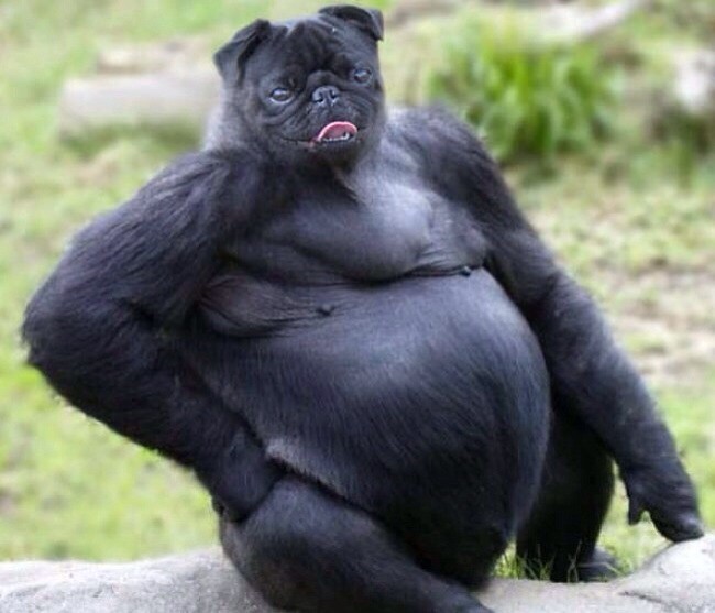 гибриды животных, гибриды животных фотошоп, гибриды животных при помощи фотошопа