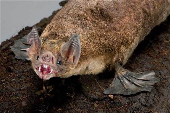 гибриды животных, гибриды животных фотошоп, гибриды животных при помощи фотошопа