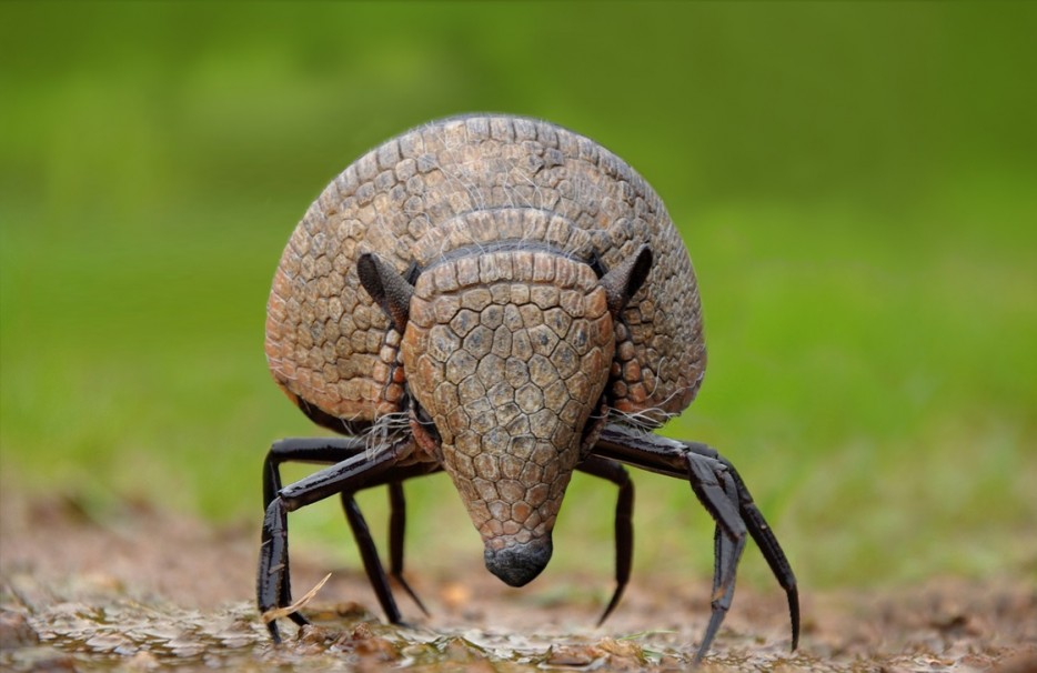 гибриды животных, гибриды животных фотошоп, гибриды животных при помощи фотошопа