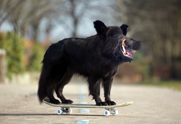 гибриды животных, гибриды животных фотошоп, гибриды животных при помощи фотошопа