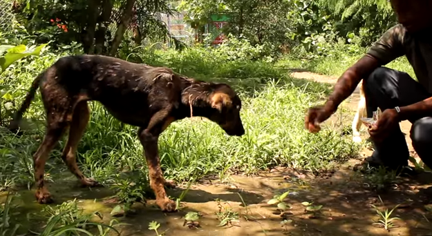 собака упала в смолу, окаменевшая собака смола, спасение собаки упавшей в горячую смолу