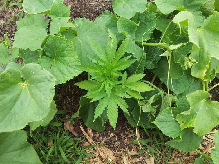 здесь что-то не так, лишние вещи на фото, лишние элементы на фотографиях