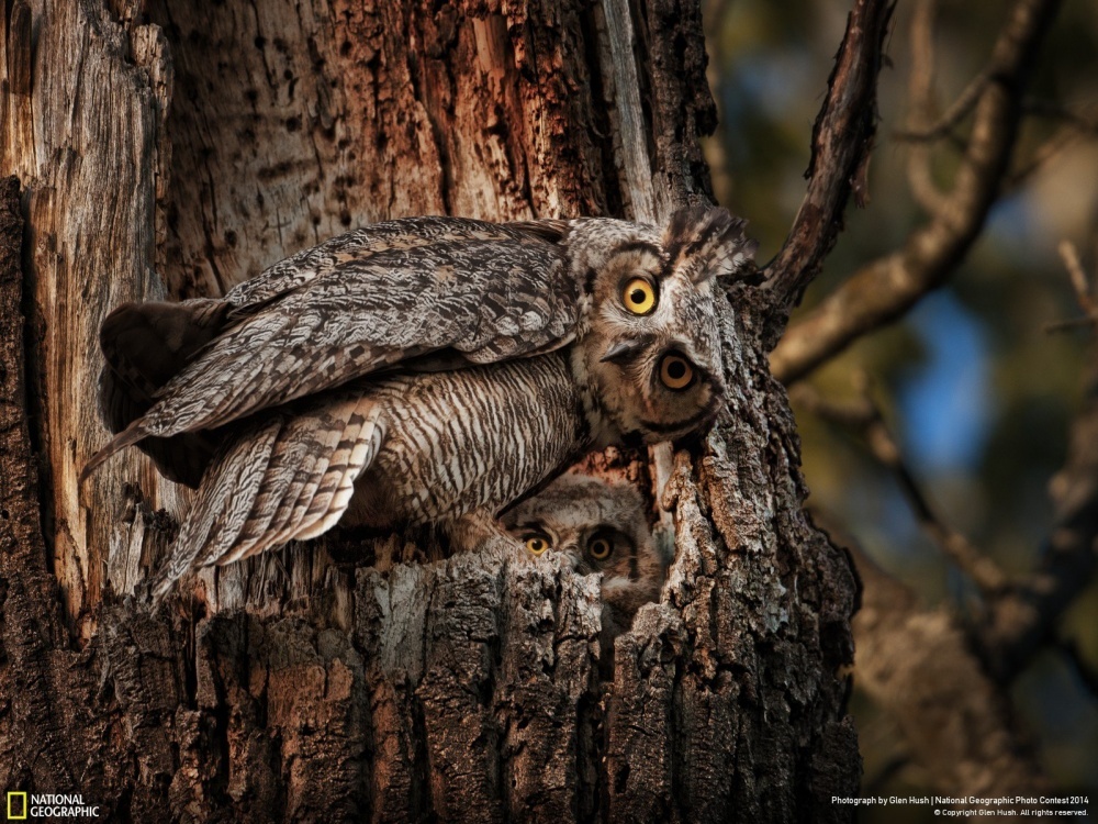 National Geographic за октябрь 2014, лучшие фотографии National Geographic