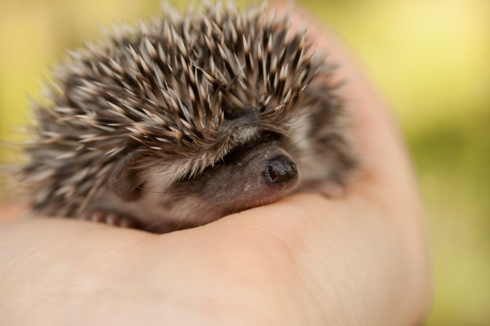 National Geographic за октябрь 2014, лучшие фотографии National Geographic