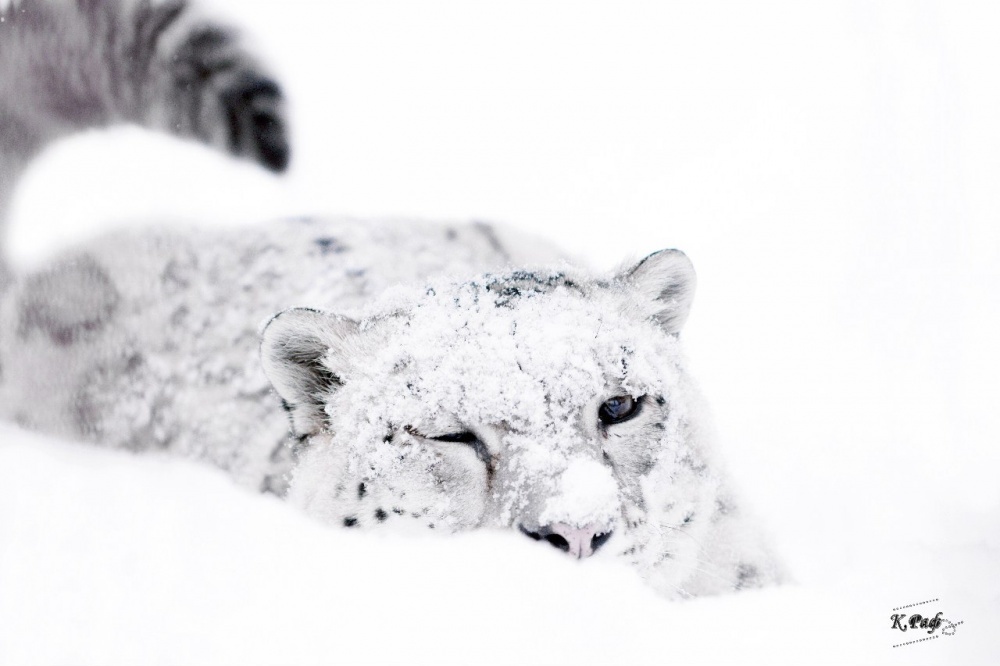 National Geographic за октябрь 2014, лучшие фотографии National Geographic