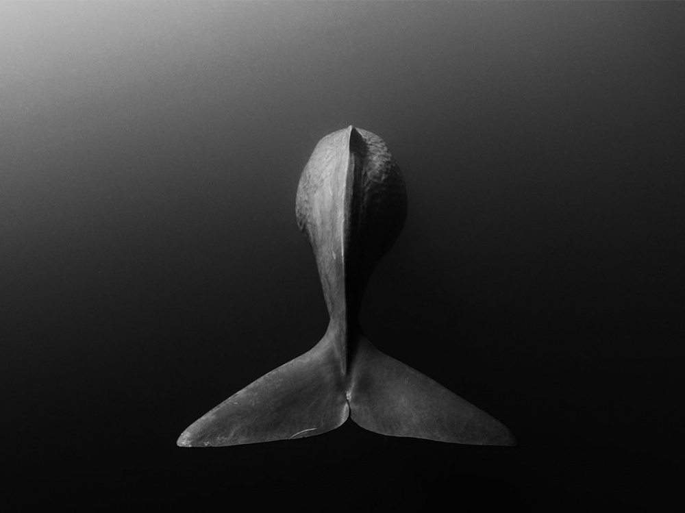 National Geographic за октябрь 2014, лучшие фотографии National Geographic