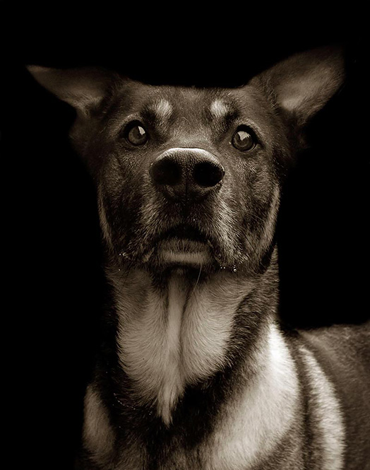 Альманах познавательных фактов обо всём на свете. Часть 15 Альманах, познавательное, факты, спорим, вы не знали