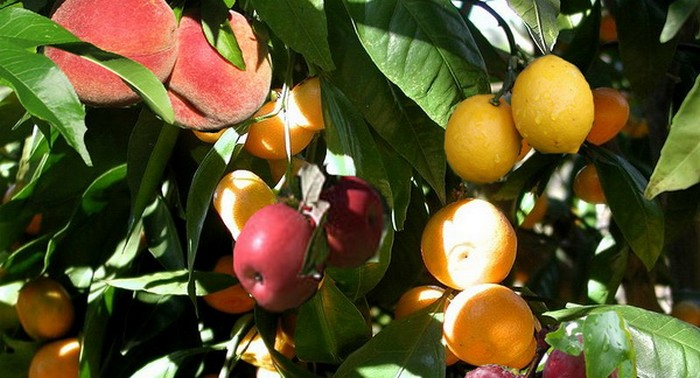 Альманах познавательных фактов обо всём на свете. Часть 15 Альманах, познавательное, факты, спорим, вы не знали