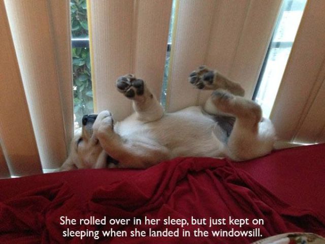 Фотографии, доказывающие, что собака лучший друг человека собака лучший друг человека, фотографии доказывающие, смешные собаки фото