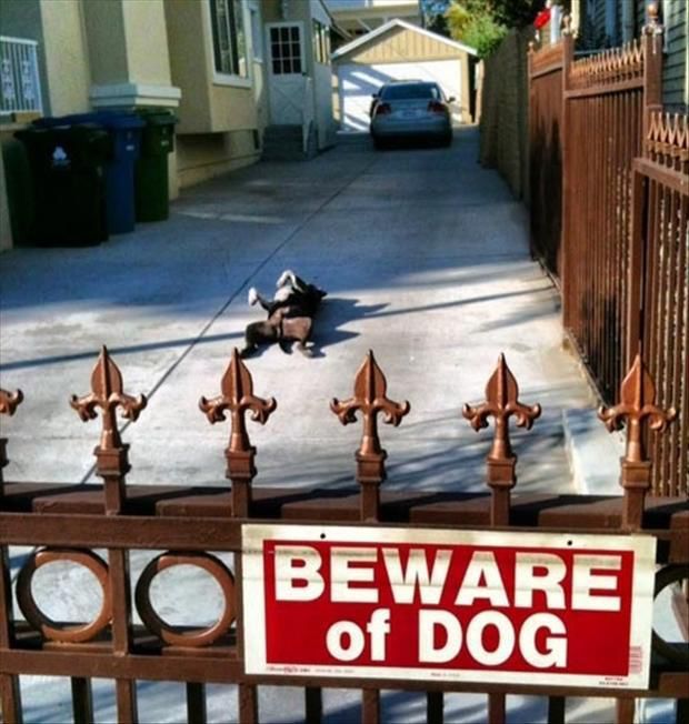 Фотографии, доказывающие, что собака лучший друг человека собака лучший друг человека, фотографии доказывающие, смешные собаки фото