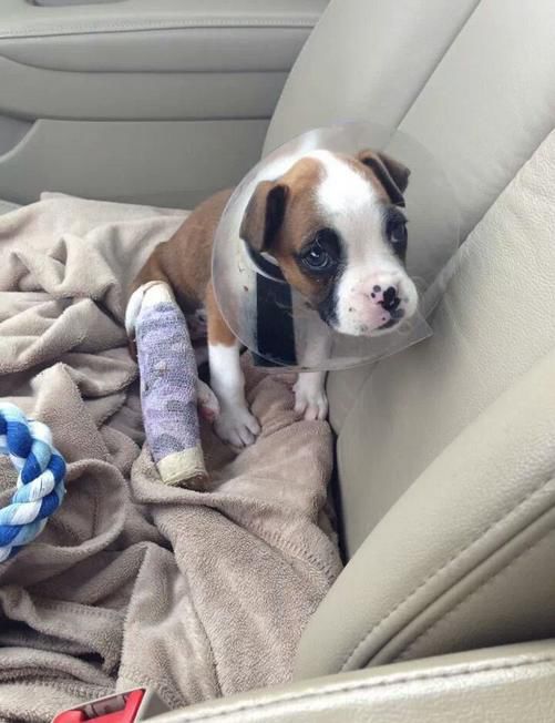 Фотографии, доказывающие, что собака лучший друг человека собака лучший друг человека, фотографии доказывающие, смешные собаки фото