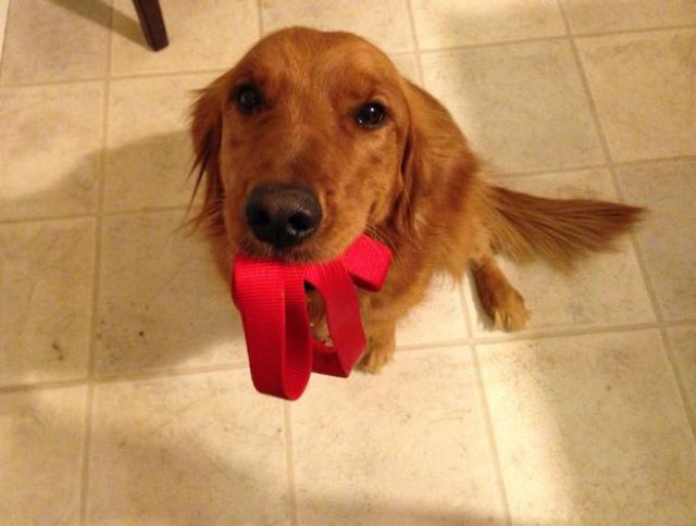 Фотографии, доказывающие, что собака лучший друг человека собака лучший друг человека, фотографии доказывающие, смешные собаки фото