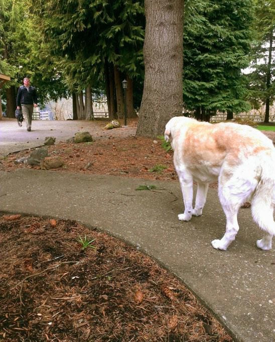 Фотографии, доказывающие, что собака лучший друг человека собака лучший друг человека, фотографии доказывающие, смешные собаки фото