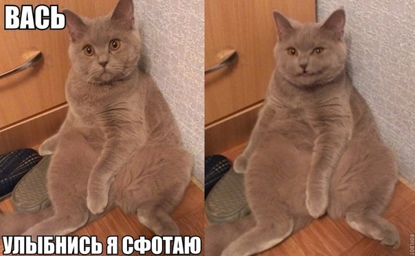 Позитив, юмор, смешные фотографии,прикол