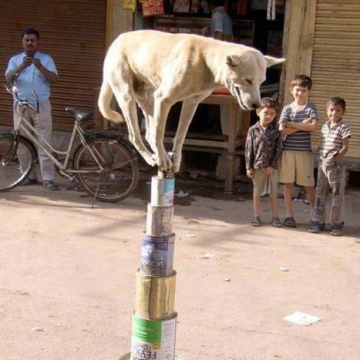 смешные фото Индия, маразмы Индия, реальная жизнь индийцев