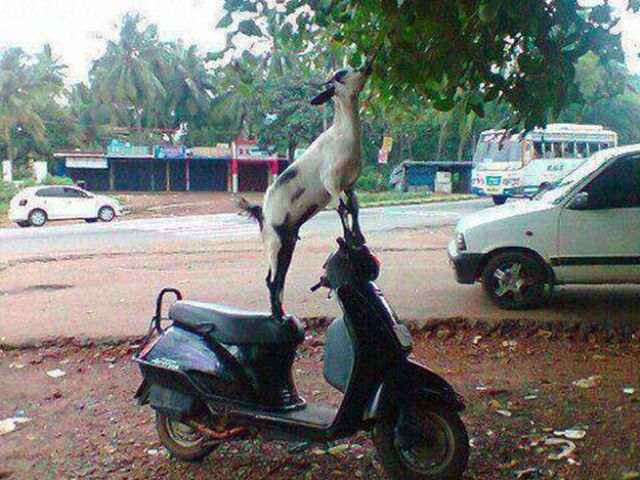 смешные фото Индия, маразмы Индия, реальная жизнь индийцев