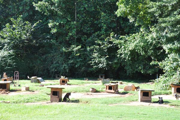 Спасение 8-недельного щенка, в результате крупнейшего рейда по фермам бойцовских собак Тимми Купер, рейд по фермам бойцовских собак, спасение щенка