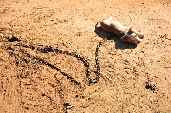 Спасение 8-недельного щенка, в результате крупнейшего рейда по фермам бойцовских собак Тимми Купер, рейд по фермам бойцовских собак, спасение щенка