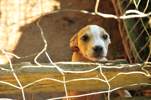 Спасение 8-недельного щенка, в результате крупнейшего рейда по фермам бойцовских собак Тимми Купер, рейд по фермам бойцовских собак, спасение щенка