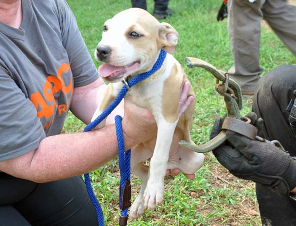 Спасение 8-недельного щенка, в результате крупнейшего рейда по фермам бойцовских собак Тимми Купер, рейд по фермам бойцовских собак, спасение щенка
