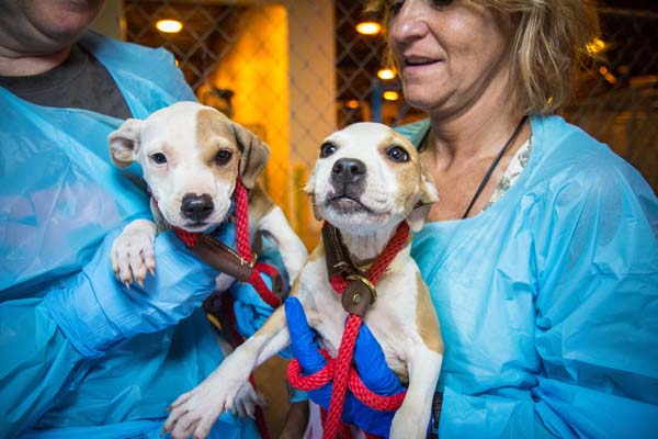 Спасение 8-недельного щенка, в результате крупнейшего рейда по фермам бойцовских собак Тимми Купер, рейд по фермам бойцовских собак, спасение щенка