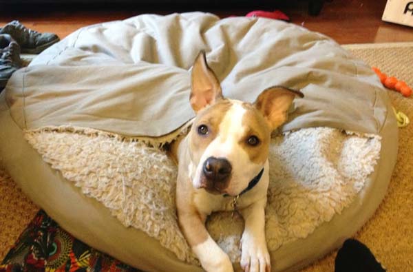 Спасение 8-недельного щенка, в результате крупнейшего рейда по фермам бойцовских собак Тимми Купер, рейд по фермам бойцовских собак, спасение щенка