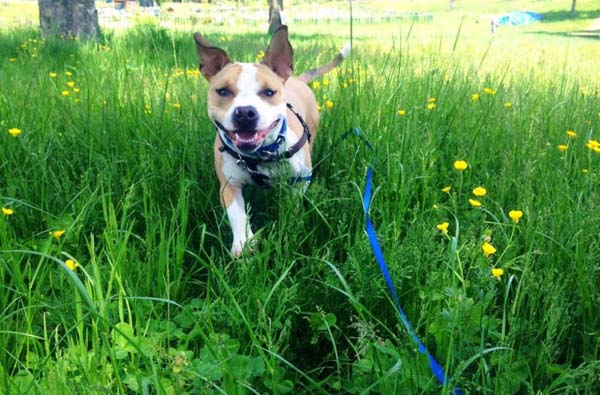 Спасение 8-недельного щенка, в результате крупнейшего рейда по фермам бойцовских собак Тимми Купер, рейд по фермам бойцовских собак, спасение щенка